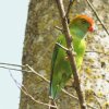 Sri Lanka Hanging Parrot (Loriculus beryllinus)