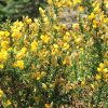 Common gorse (Ulex europaeus)