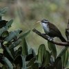 Sri Lanka scimitar babbler (Pomatorhinus melanurus melanurus)