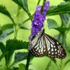 Blue Glassy Tiger (Ideopsis similis)