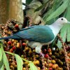 Green Imperial Pigeon(Ducula aenea)