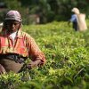 Sri Lanka's Upcountry Tamils beg a university established by India in Nuwaraeliya