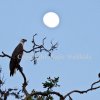 Midnight Sentinel- white bellied sea eagle under a full moon