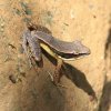 Bronzed frog (Rana temporalis)
