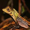 Sri Lankan Kangaroo lizard (Otocryptis wiegmanni)