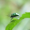 Green Lady Bird.