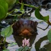 Giant River Otter - Pantanal, Brazil