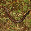 Sri Lankan Pipe Snake (Cylindrophis maculatus)