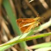 Sri Lankan Hedge Hopper (Baracus vittatus vittatus)