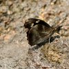 Club Beak (Libythea myrrha)