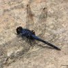 Indigo Dropwing (Trithemis festiva)