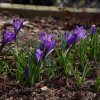 The crocus question