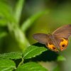 Brown Ringlet