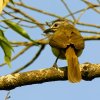 White-browed Bulbul (Pycnonotus luteolus)