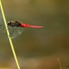 Spine-tufted Skimmer (Orthetrum chrysis)