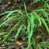 Cyathea sinuata