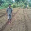 Onion farmer on his Onion cultivation field picture Srilanka