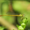 Green Dragonfly