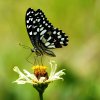 Lime butterfly (Papilio demoleus)