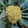 Beautiful flower cabbage picture