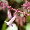 Strobilanthes pulcherrima