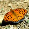 Indian Fritillary (Argynnis hyperbius)