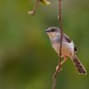 Ashy Prinia - Yala, Sri Lanka