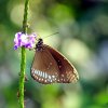 Common Crow butterfly (Euploea core)