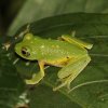 Leaf-nesting shrub frog (Pseudophilautus femoralis)