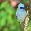 Sri Lanka Dull-blue Flycatcher (Eumyias sordida)