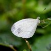 Psyche - Leptosia nina