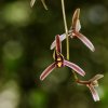 Cymbidium bicolor