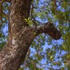 The Shy Parrot
Photograph by Kesara.
Event: World Wide Photo...