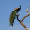 Male Blue Peafowl (Pavo cristatus)
Location: Udawalawe, National...