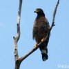 Crested Serpent Eagle Close-up by Kesara.