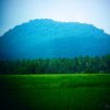 Paddy Fields in Ibbagamuwa by Kesara.