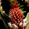 Red Pineapple
Photograph by Kesara Rathnayake [flickr].