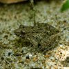 Common paddy field frog (Fejervarya limnocharis)