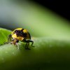 Fungus-eating Ladybird - Sydney, Australia