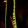 Spiranthes sinensis