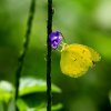 One-spot Grass Yellow (Eurema andersoni ormistoni)