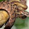 Sri Lanka cat snake (Boiga ceylonensis)