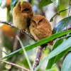 Endemic and Elusive- Finally found the Serendib Scops Owl