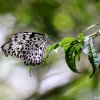 Sri Lanka tree nymph (Idea iasonia)