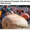 කිලෝ 950ක් බර ලෝකේ ලොකුම වට්ටක්කා ගෙඩිය | The Science of growing Giant Pumpkins - යෝධ වට්ටක්කා වැවීමේ විද්‍යාව