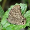 Common evening brown (Melanitis leda)