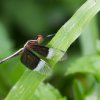 Pied Parasol - Thalangama, sri Lanka