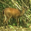 Barking Deer (Muntiacus muntjak)