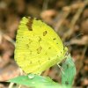 Common Grass Yellow (Eurema hecabe)