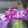 Orchid beauty.